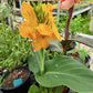 Canna x generalis 'Yellow Leopard'