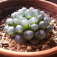 Haworthia obtusa 'Purple'