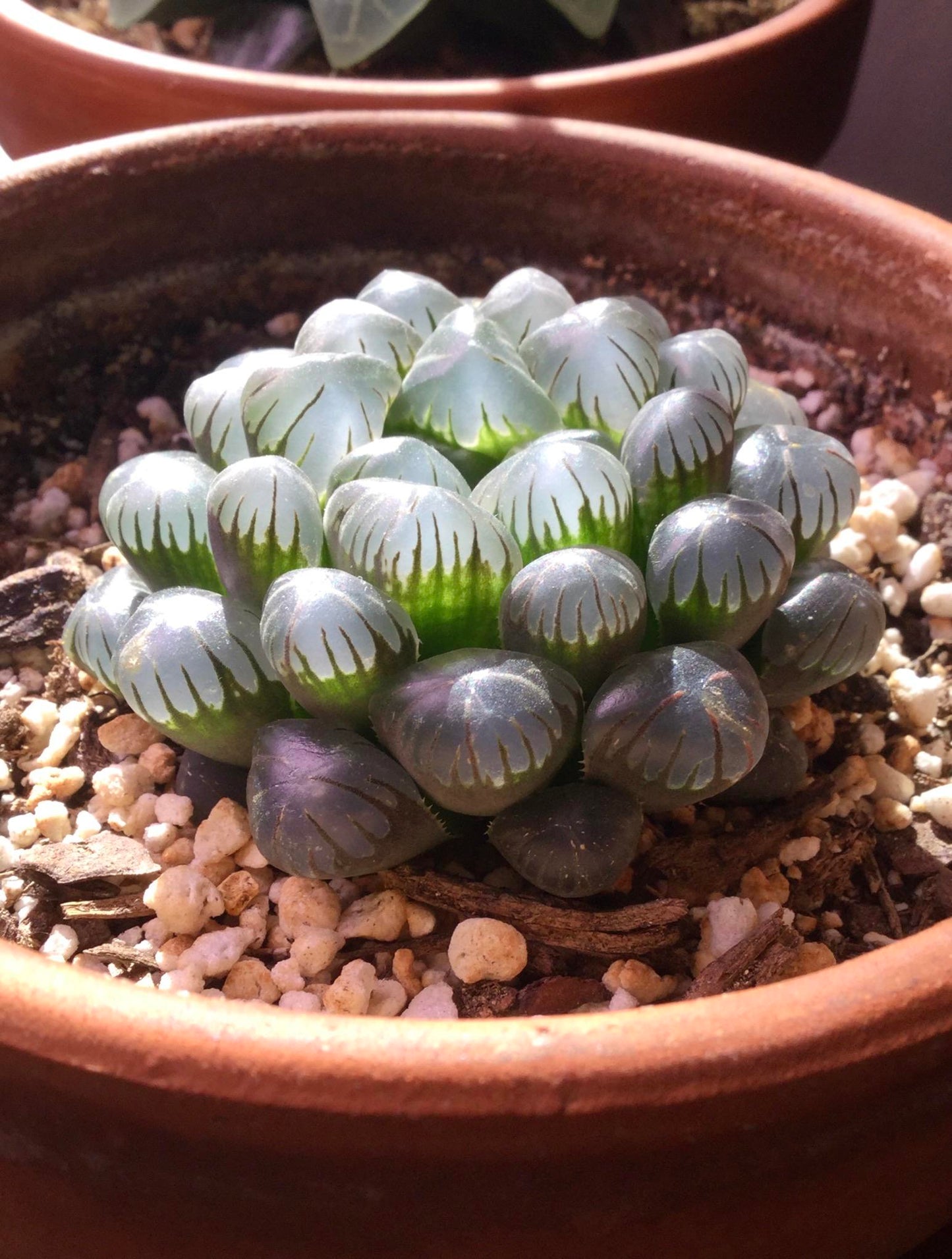 haworthia succulent Haworthia obtusa 'Purple'