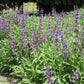 SAGE 'Extracta' --Salvia officinalis--