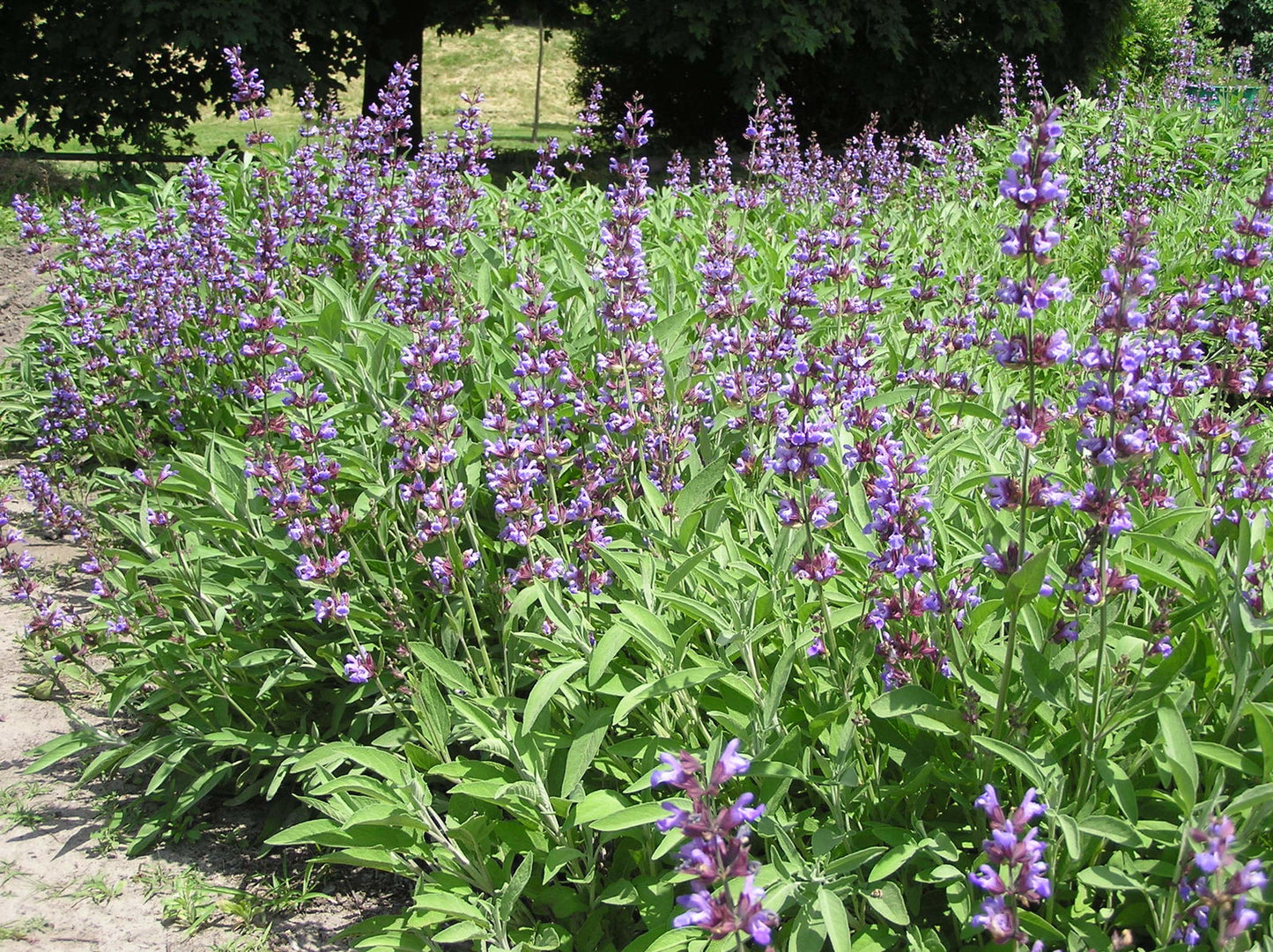 SAGE 'Extracta' --Salvia officinalis--