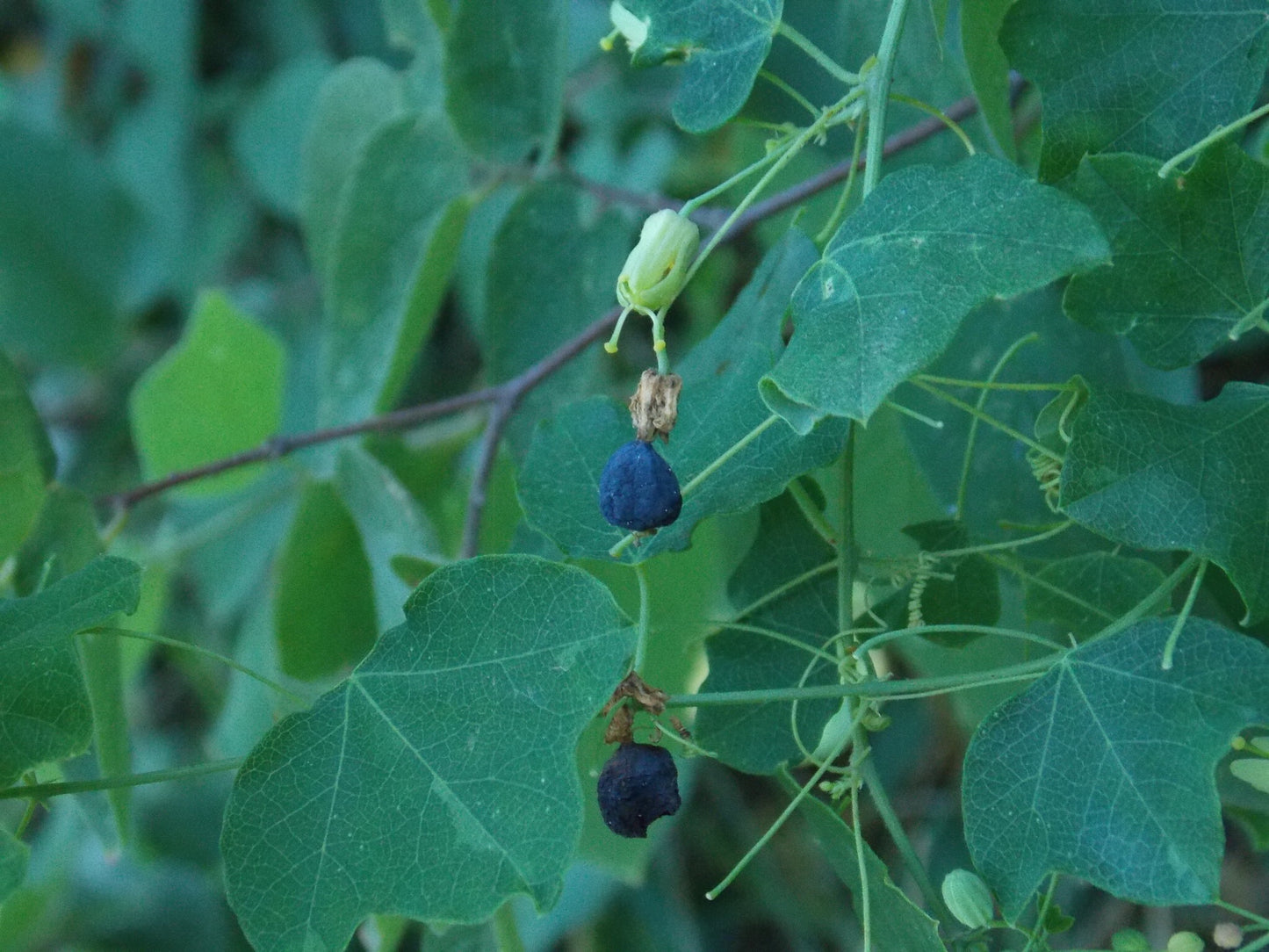 PASSIONFLOWER 'Native Yellow' --Passiflora lutea--