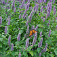 Agastache foeniculum --Blue Giant Hyssop--