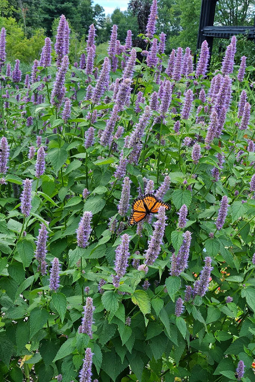 Agastache foeniculum --Blue Giant Hyssop--