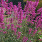 Agastache mexicana --Sangria Mexican Giant Hyssop--