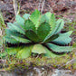 Agave cupreata --Papalome Agave--