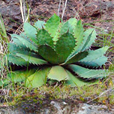 Agave cupreata --Papalome Agave--