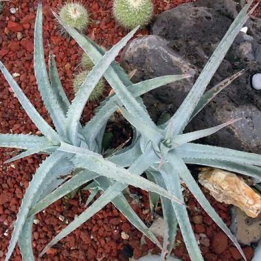 Agave kristenii