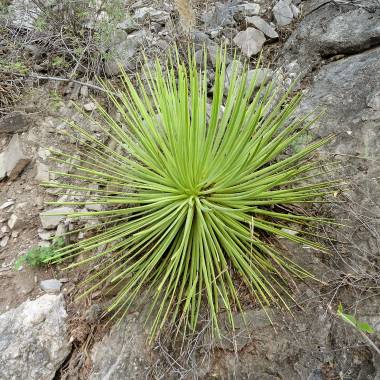 Agave petrophila