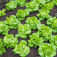 LETTUCE 'Tom Thumb'