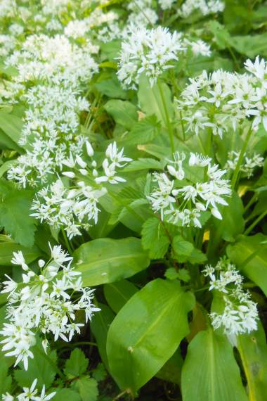 GARLIC 'Wild' --Allium ursinum--