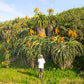 Aloe thraskii --Dune Aloe--