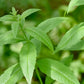 VERBENA 'Lemon' --Aloysia citrodora--