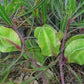 Oenothera macrocarpa --Fluttermill Evening Primrose--