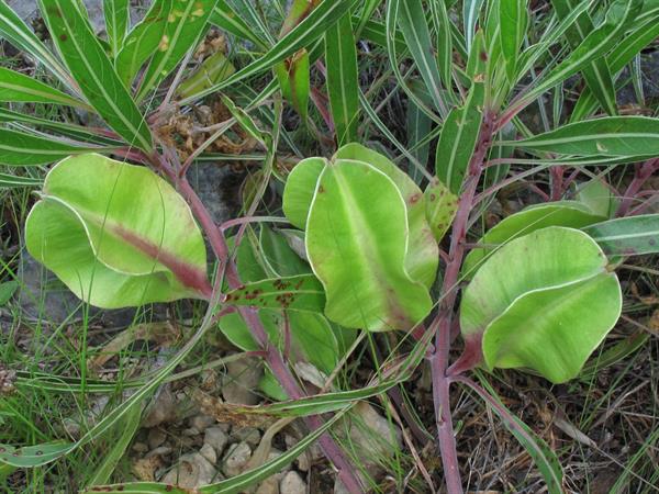 Oenothera macrocarpa --Fluttermill Evening Primrose--