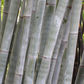 Dendrocalamus minor 'Amoenus' --Angel Mist Clumping Bamboo--