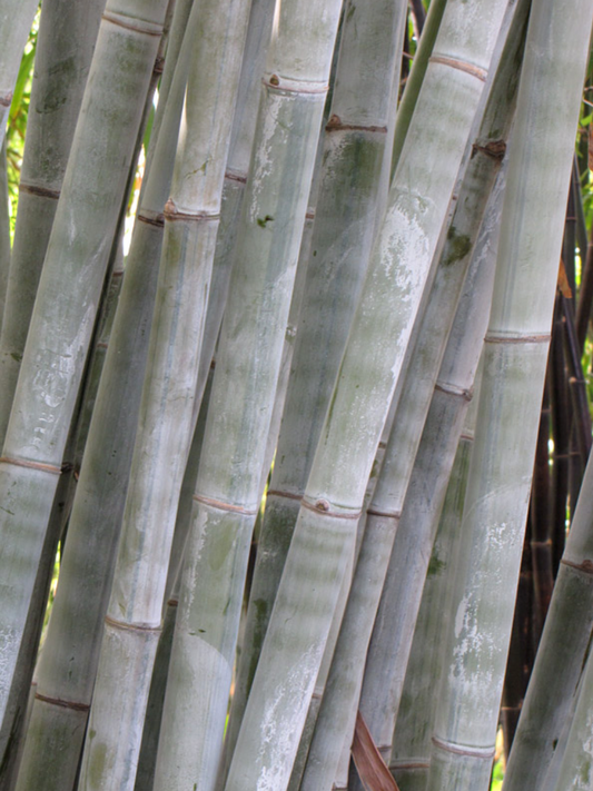 Dendrocalamus minor 'Amoenus' --Angel Mist Clumping Bamboo--