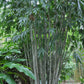 Dendrocalamus minor 'Amoenus' --Angel Mist Clumping Bamboo--