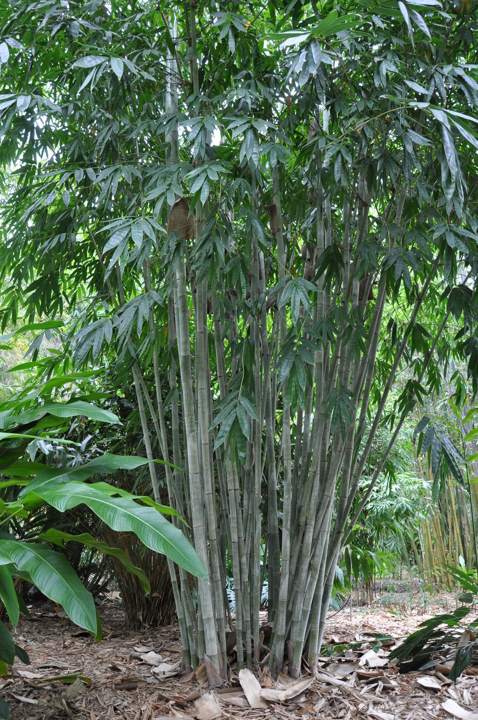 Dendrocalamus minor 'Amoenus' --Angel Mist Clumping Bamboo--
