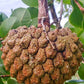 MAROLO TREE --Annona crassiflora--