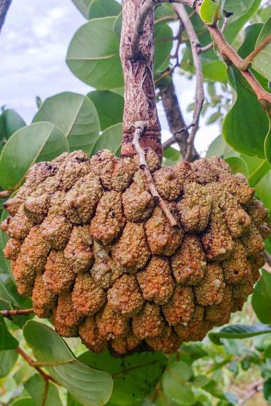 MAROLO TREE --Annona crassiflora--