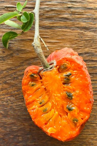 CHERIMOYA TREE 'Red' --Annona spinescens--