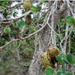 MAROLO TREE --Annona crassiflora--