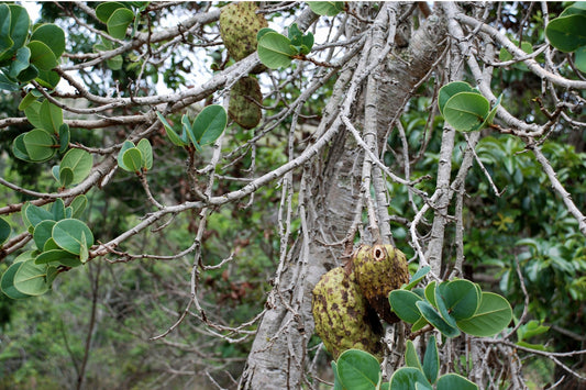 MAROLO TREE --Annona crassiflora--