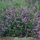 Buddleja davidii --Lavender Butterfly Bush--