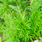 WORMWOOD 'Sweet' --Artemisia annua--
