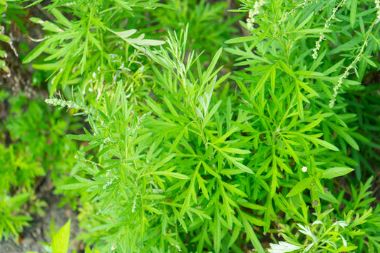 WORMWOOD 'Sweet' --Artemisia annua--
