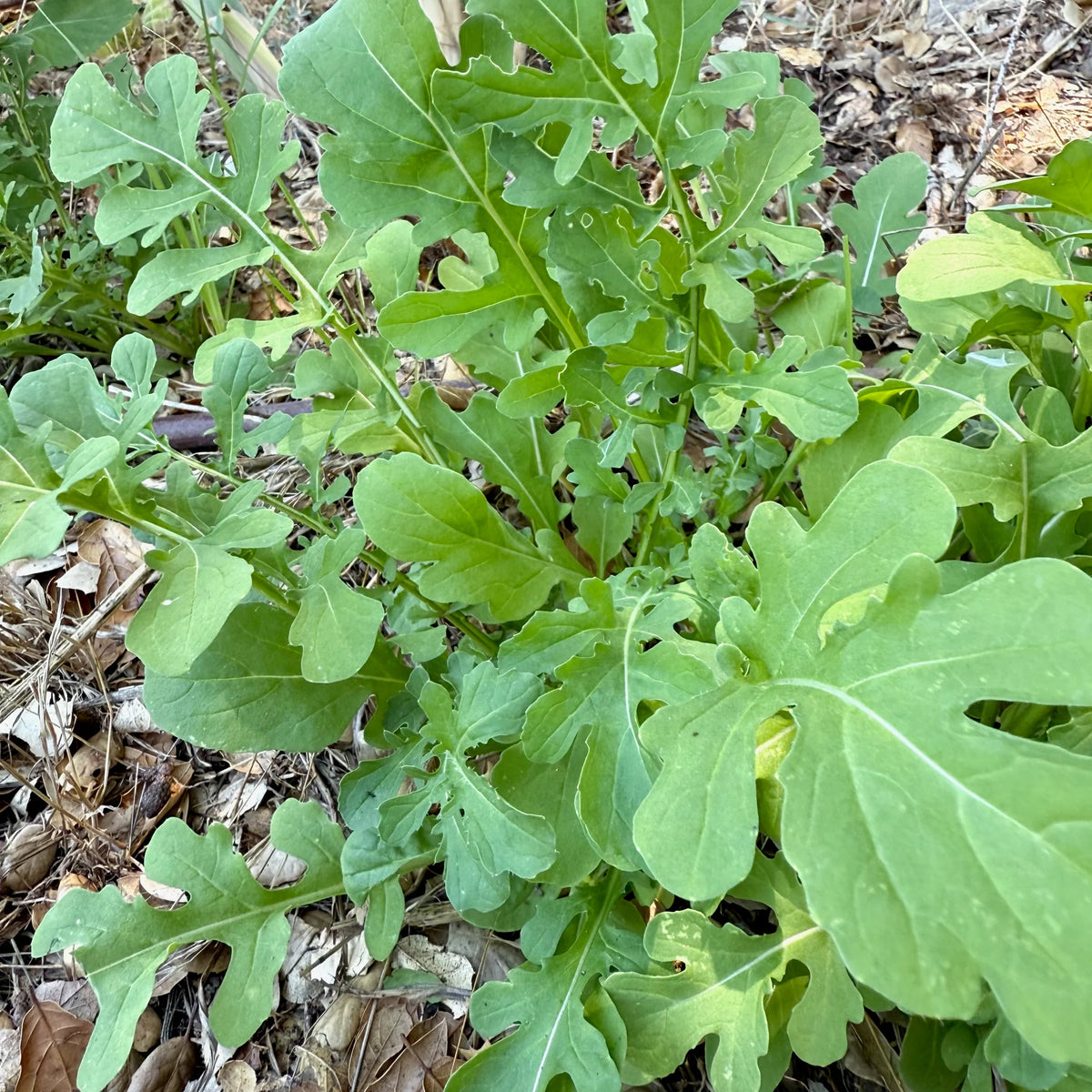 ARUGULA 'Esmee' --Eruca vesicaria--