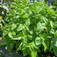 BASIL 'Genovese' --Ocimum basilicum--