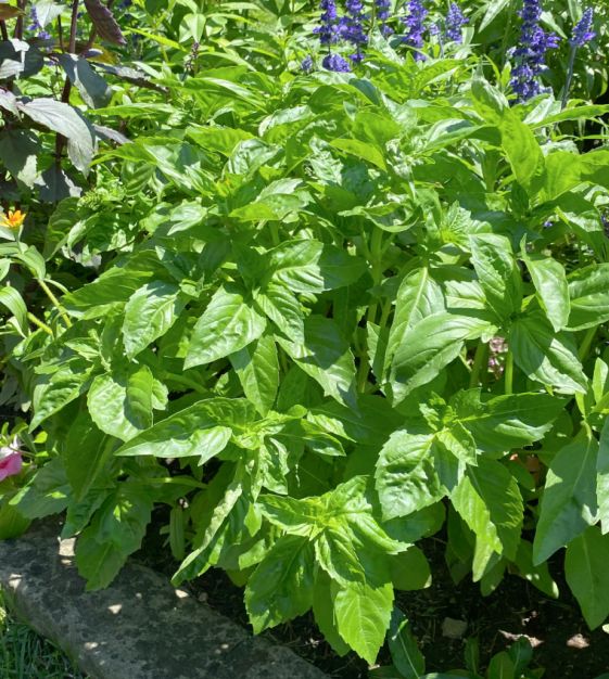 BASIL 'Genovese' --Ocimum basilicum--