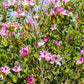 Bauhinia variegata --Pink Orchid Tree--