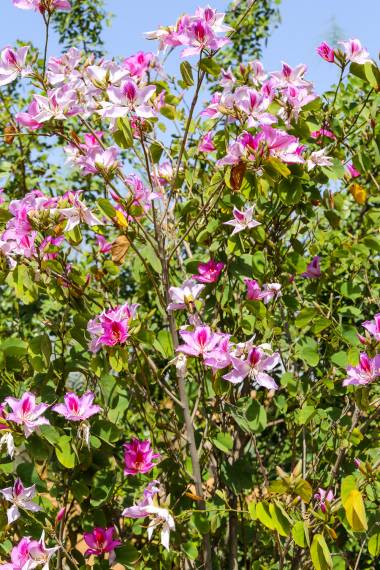 Bauhinia variegata --Pink Orchid Tree--