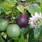 PASSIONFLOWER 'Purple Fruit Edible' --Passiflora edulis--