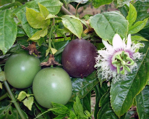 passion flower seed pod edible PASSIONFLOWER 'Purple Fruit Edible' --Passiflora eduli