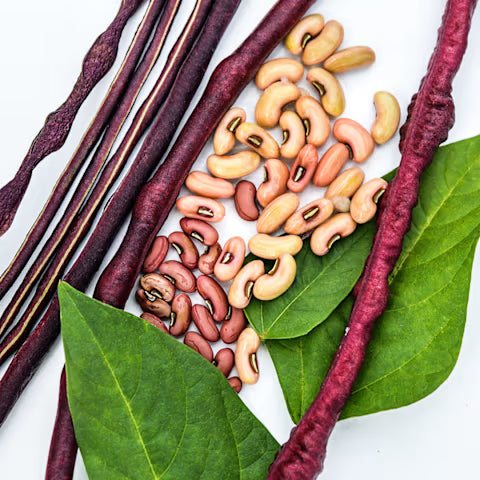 BEAN 'Chinese Red Noodle' --Vigna unguiculata--