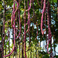 BEAN 'Chinese Red Noodle' --Vigna unguiculata--
