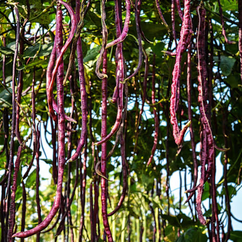 BEAN 'Chinese Red Noodle' --Vigna unguiculata--