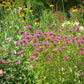 Monarda fistulosa x. bartlettii --Peter's Purple Beebalm--