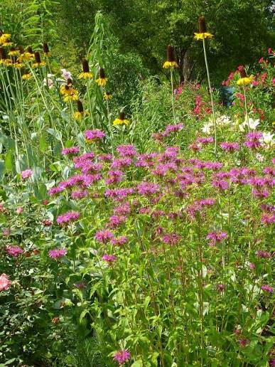 Monarda fistulosa x. bartlettii --Peter's Purple Beebalm--