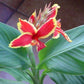 Canna x generalis 'Lucifer'