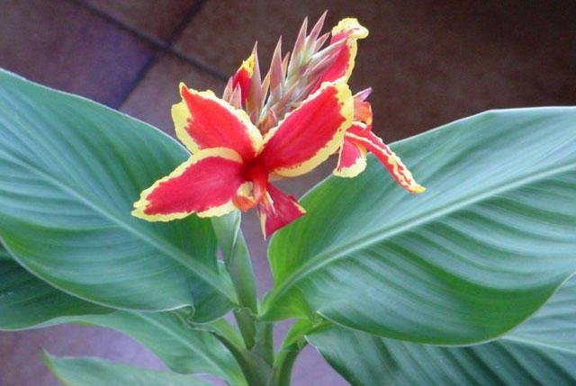 Canna x generalis 'Lucifer'