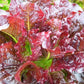 LETTUCE 'Outredgeous'