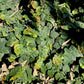 Ficus pumila --Fig Ivy--