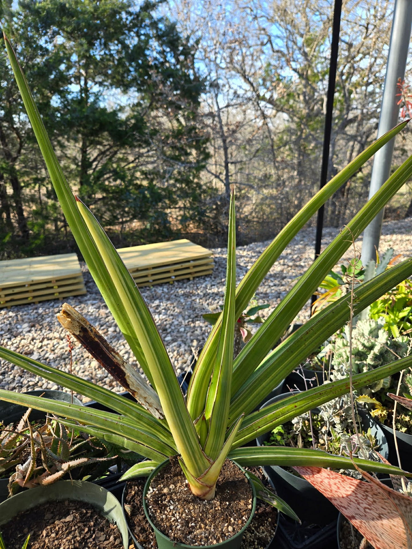 Sansevieria robusta 'Variegata' --Robust Variegated Snake Plant--