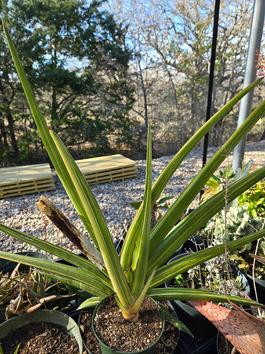 Sansevieria robusta 'Variegata' --Robust Variegated Snake Plant--