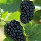 BLACKBERRY 'Natchez Thornless' --Rubus fruticosus--